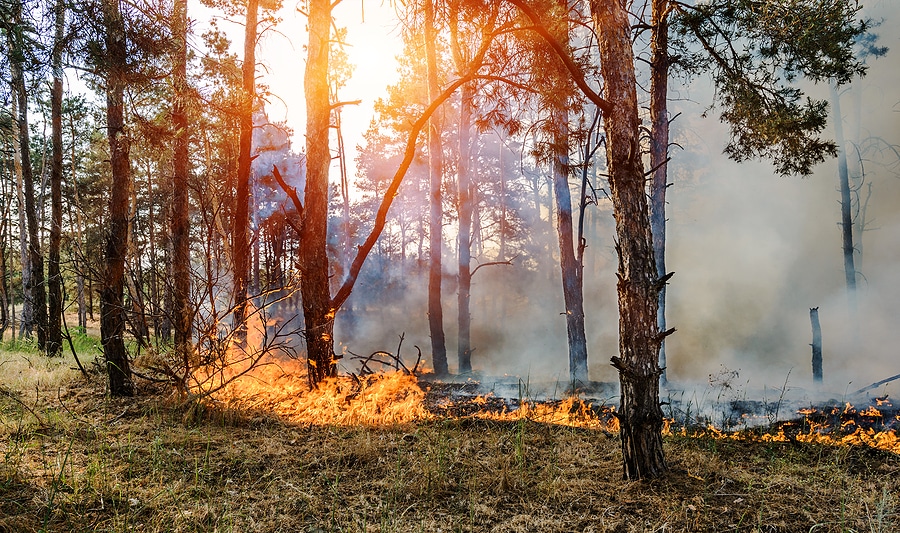 Inspection Tips to Keep Your Home Safe During Wildfire Season