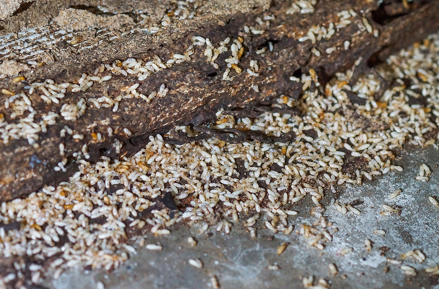 Unveiling the Mystery of Termite Swarms