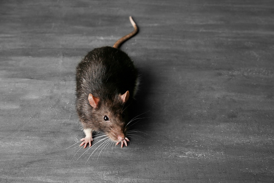 10 Benefits of Professional Rodent Evaluations
