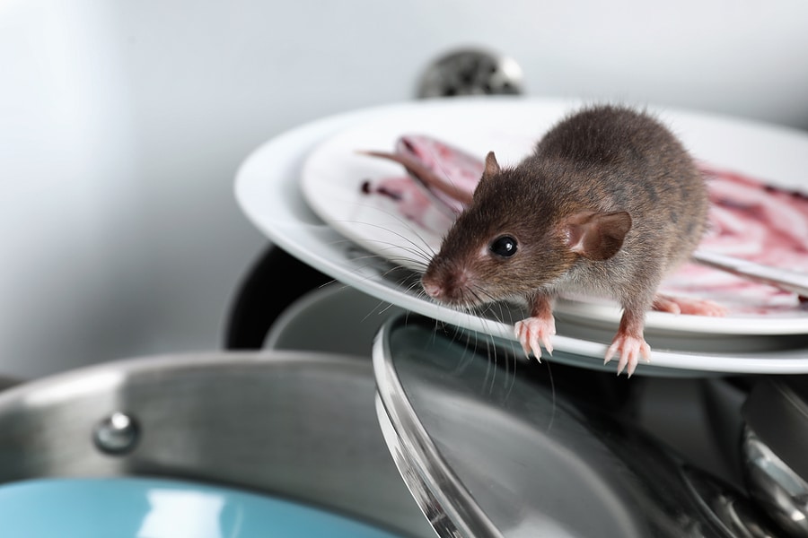 DIY Pest Prevention: 6 Tips and Tricks for Common Household Pests