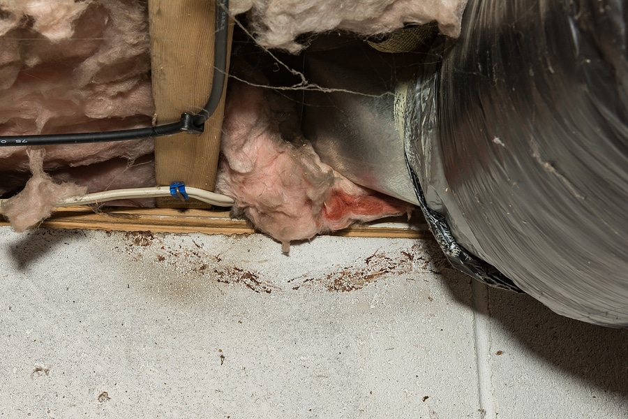7 Tips to Prevent Rodents Entering Your Home This Fall