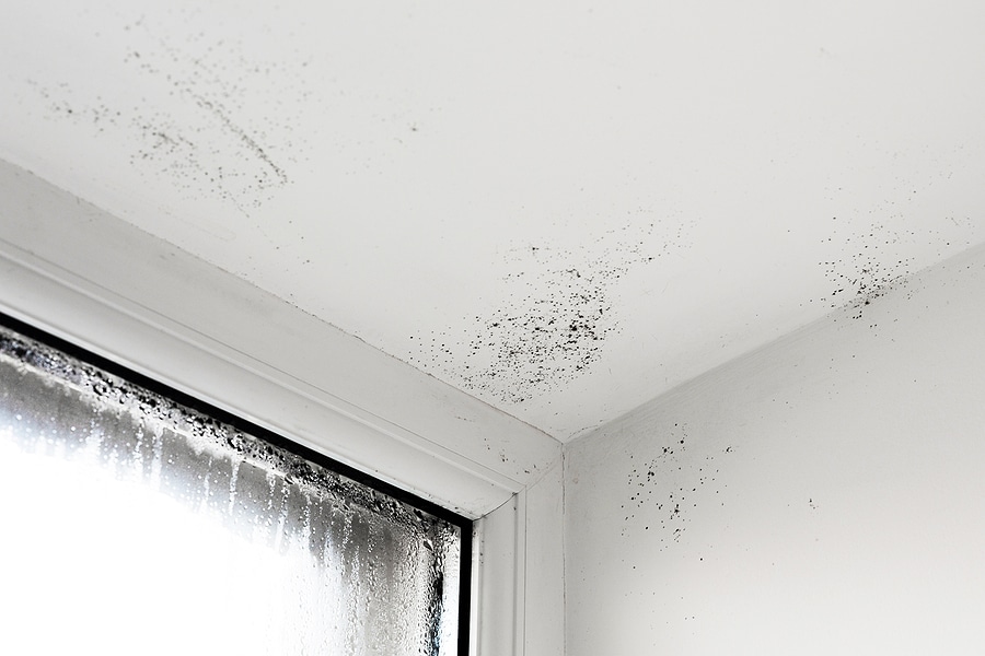 3 Reasons You Need a Mold Inspection When Buying a Home