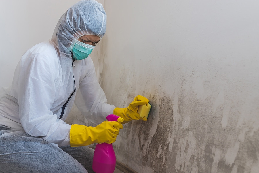 9 Things to Do if Your Home Inspector Finds Mold