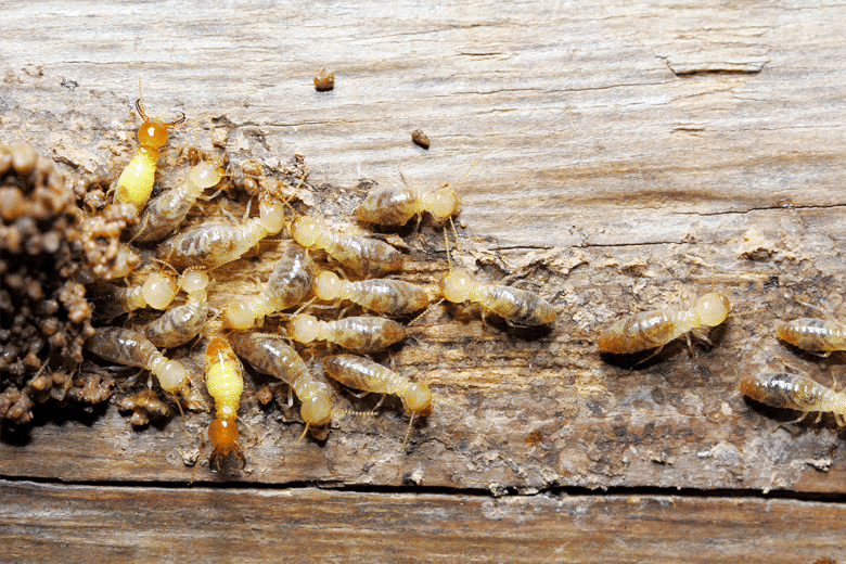 Keep Termites Away with Our Termite Protection Plan