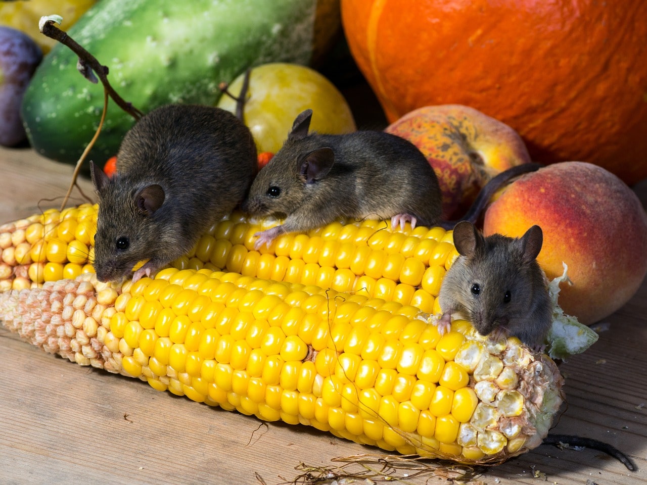 10 Tips for Warding Off Rodents as Cooler Weather Arrives: Part 1